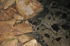 Acrantophis dumerili