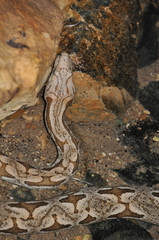 Acrantophis dumerili
