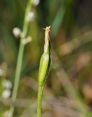Pterostylis alpina
