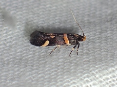 Macrobathra alternatella