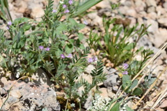 Vicia lentoides