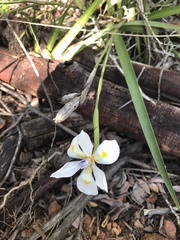 Dietes iridioides