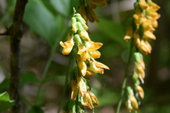 Lathyrus aureus