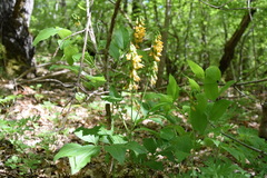Lathyrus aureus