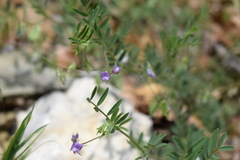 Vicia lentoides