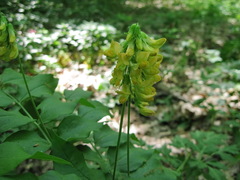Lathyrus aureus