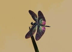 Rhyothemis plutonia