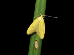 Aeolothapsa malacella