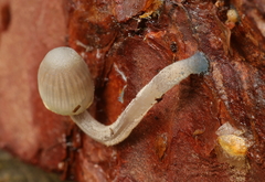 Mycena amicta