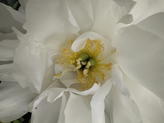 Paeonia lactiflora
