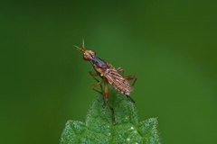 Dichetophora obliterata