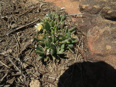 Corpuscularia angustipetala