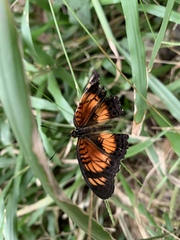 Junonia sophia