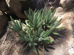 Crassula mesembryanthoides hispida