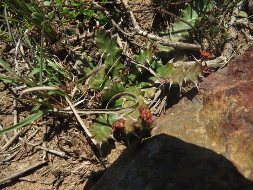 Image of Milkthorn by (c) James Deacon, some rights reserved (CC BY-SA)