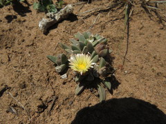 Corpuscularia angustipetala
