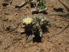 Corpuscularia angustipetala