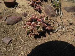 Faucaria