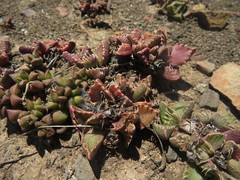 Faucaria