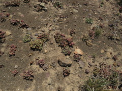 Faucaria