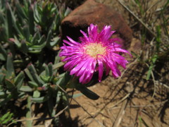 Lampranthus spectabilis
