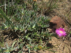 Lampranthus spectabilis