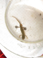 Lissotriton helveticus