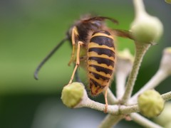 Dolichovespula saxonica