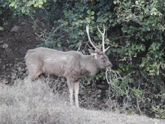 Rusa unicolor