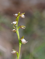 Prasophyllum brevilabre