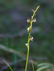 Prasophyllum brevilabre