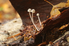 Mycena amicta