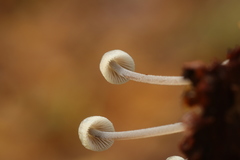 Mycena amicta
