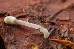 Mycena amicta