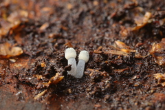 Mycena amicta