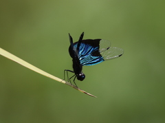Rhyothemis resplendens