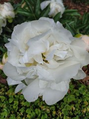 Paeonia lactiflora