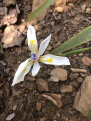 Dietes iridioides