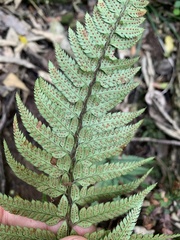 Polystichum luctuosum