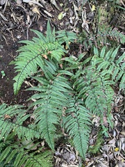 Polystichum luctuosum