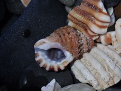 Turritriton labiosus