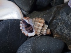 Turritriton labiosus