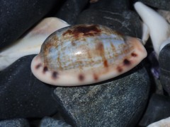 Talostolida pellucens