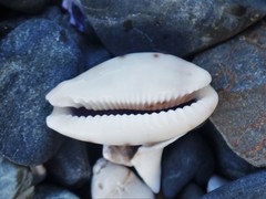 Talostolida pellucens