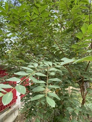 Bridelia tomentosa