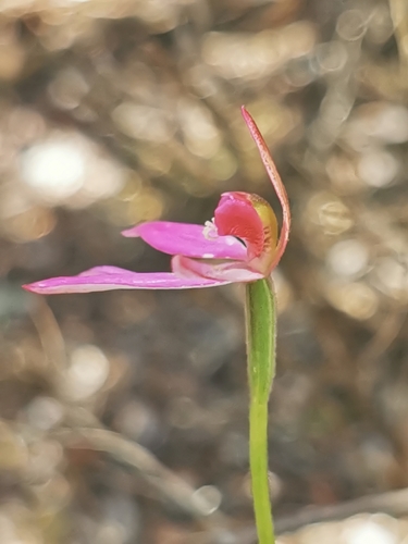 Image of Caladenia ornata by (c) Richard Dimon, some rights reserved (CC BY)