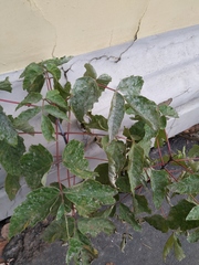 Acer negundo