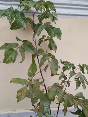Acer negundo