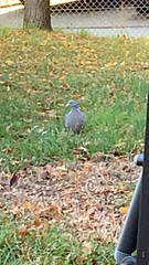 Columba palumbus