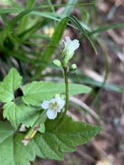 Cardamine africana